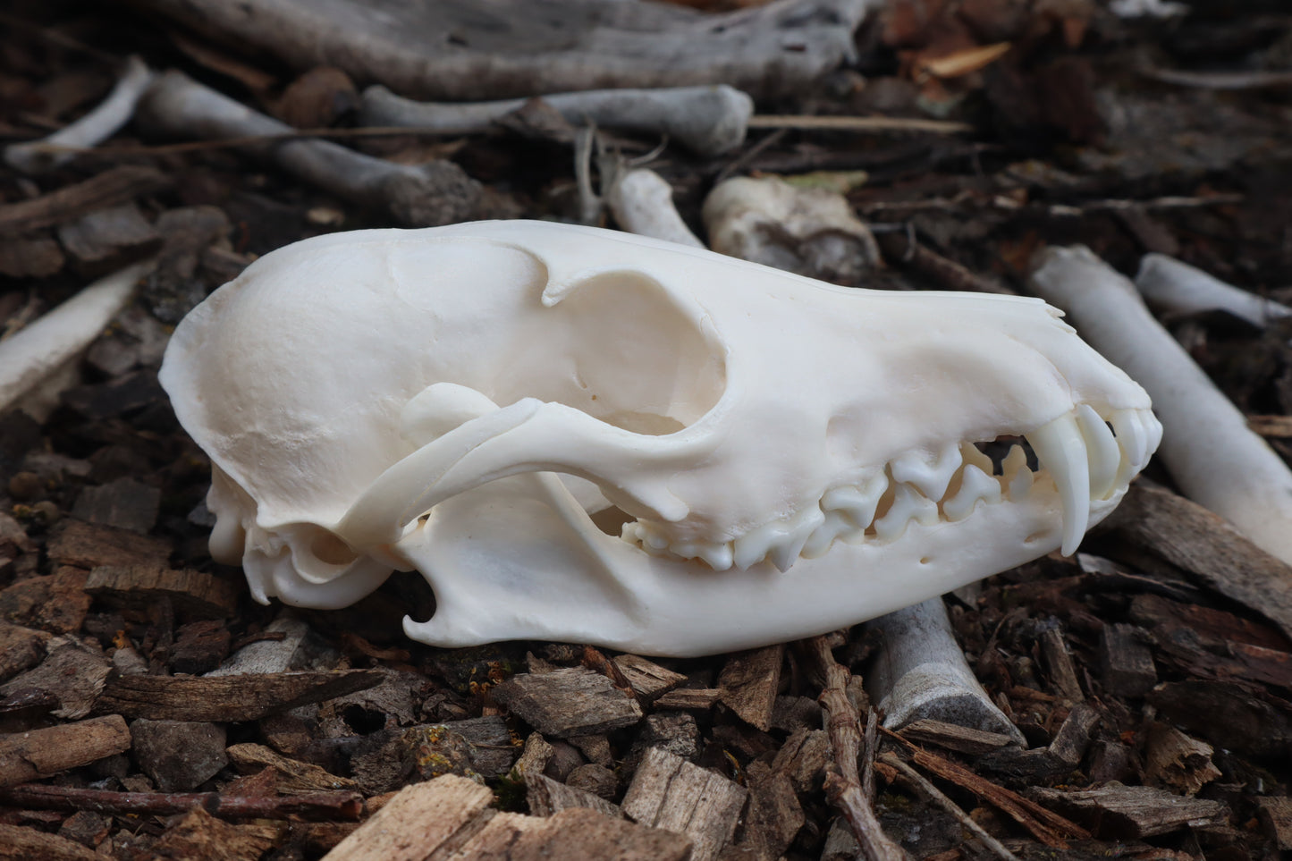 Red Fox Skull