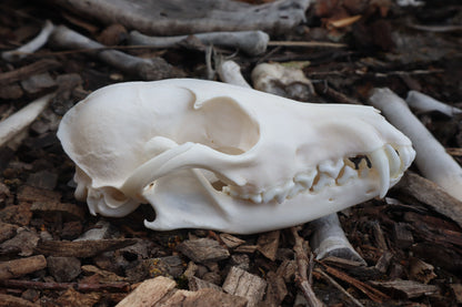 Red Fox Skull