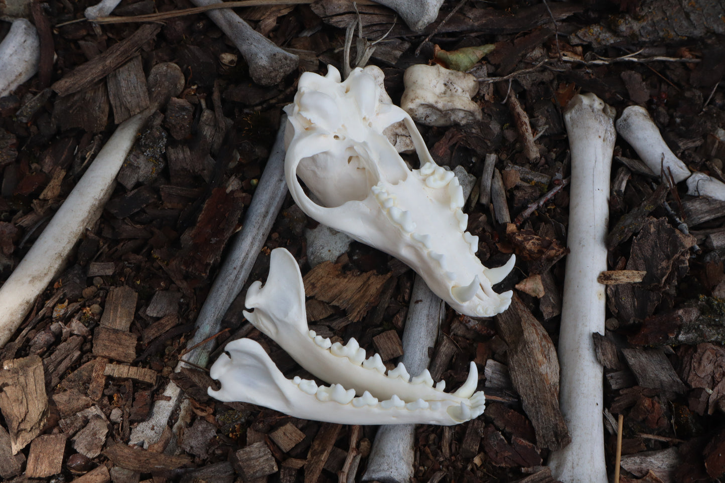 Red Fox Skull