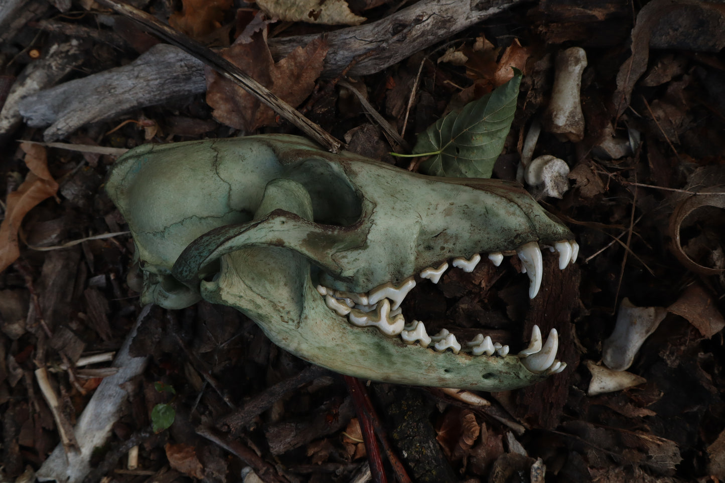 Reserved for Madison - Ancient Grove Coyote Skull