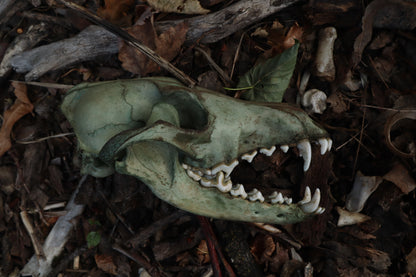 Reserved for Madison - Ancient Grove Coyote Skull