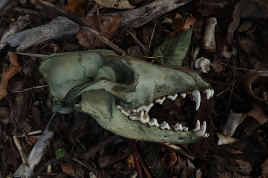 Reserved for Madison - Ancient Grove Coyote Skull