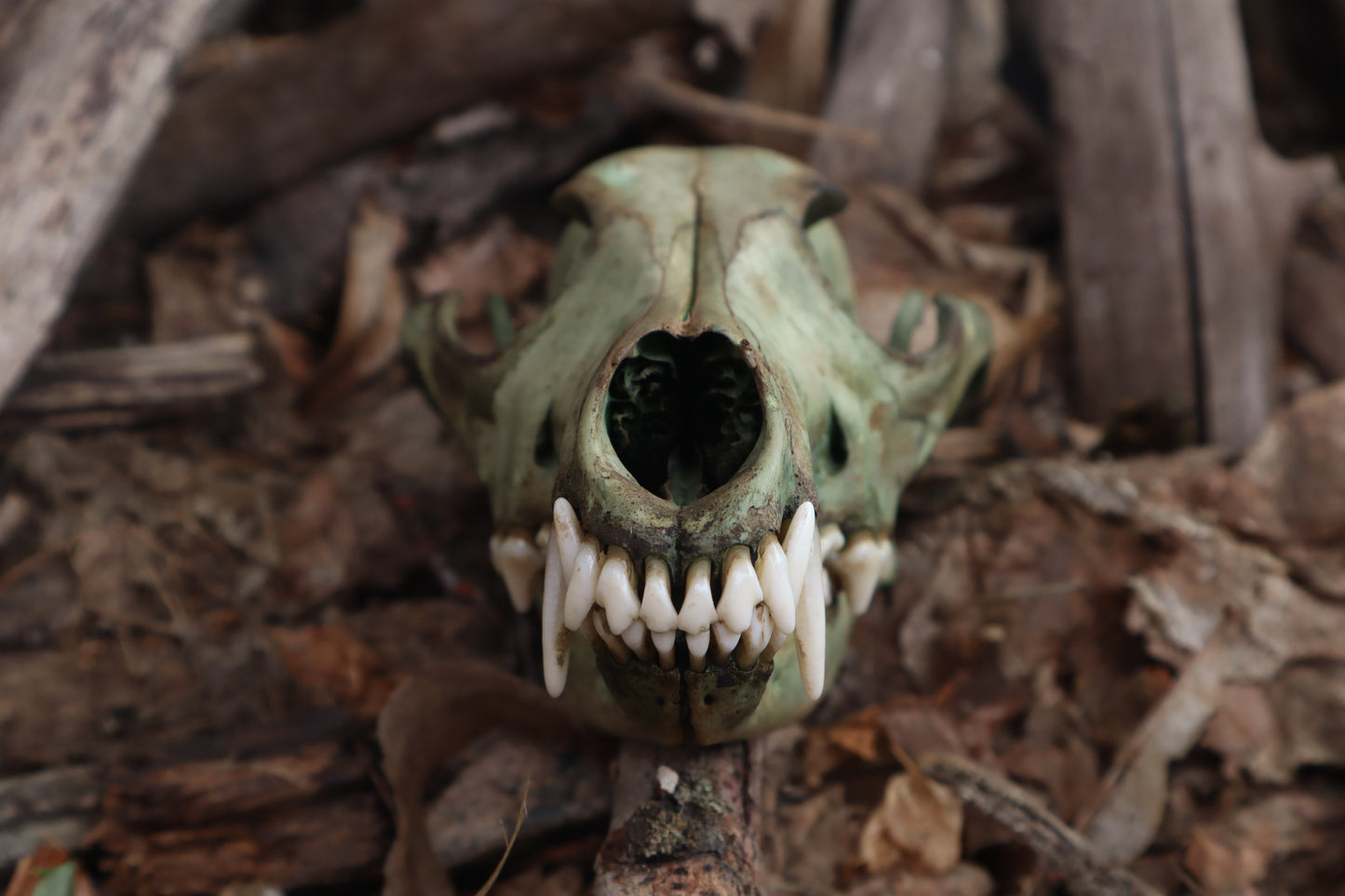 Reserved for Madison - Ancient Grove Coyote Skull