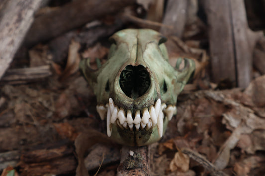 Reserved for Madison - Ancient Grove Coyote Skull