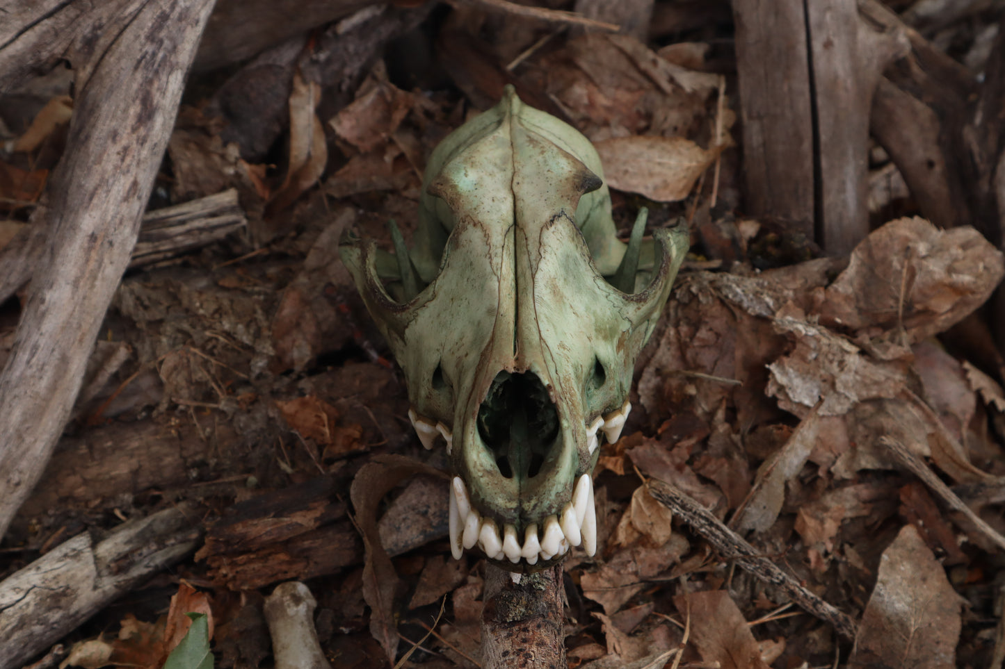 Reserved for Madison - Ancient Grove Coyote Skull