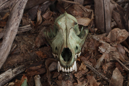 Reserved for Madison - Ancient Grove Coyote Skull