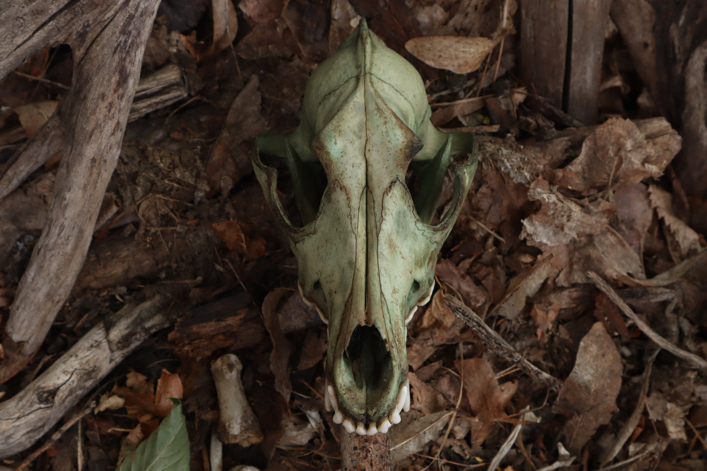 Reserved for Madison - Ancient Grove Coyote Skull