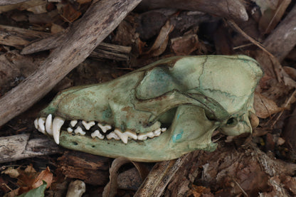 Reserved for Madison - Ancient Grove Coyote Skull