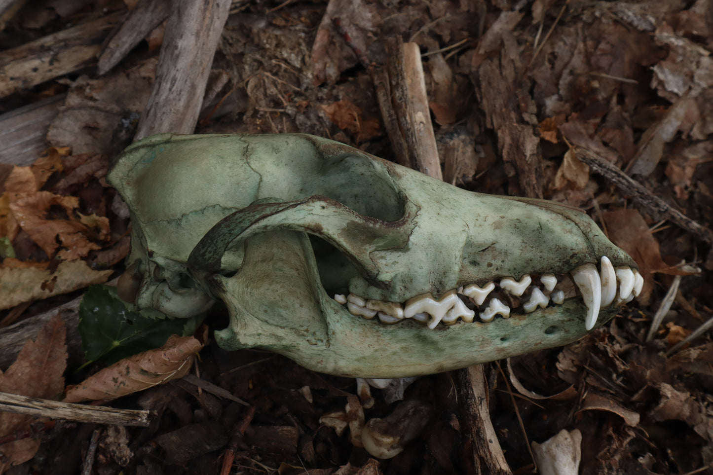 Reserved for Madison - Ancient Grove Coyote Skull