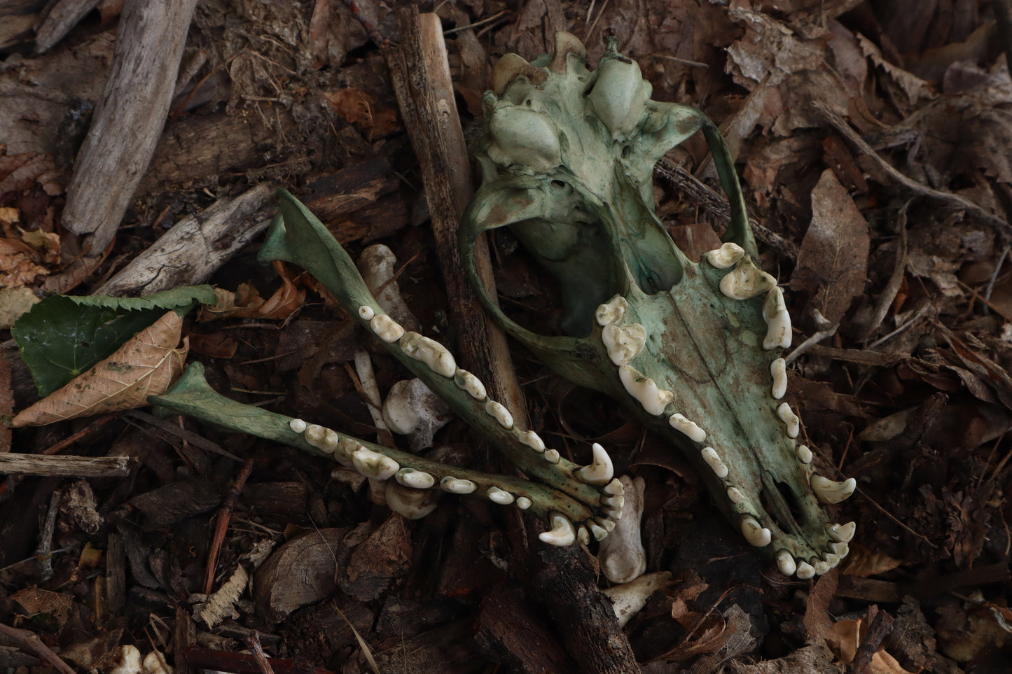 Reserved for Madison - Ancient Grove Coyote Skull