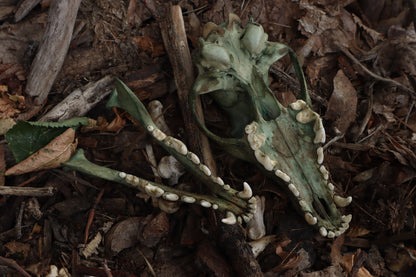 Reserved for Madison - Ancient Grove Coyote Skull