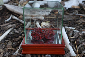 Dry Preserved Wolf Kidneys in Display