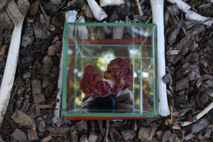 Dry Preserved Wolf Kidneys in Display