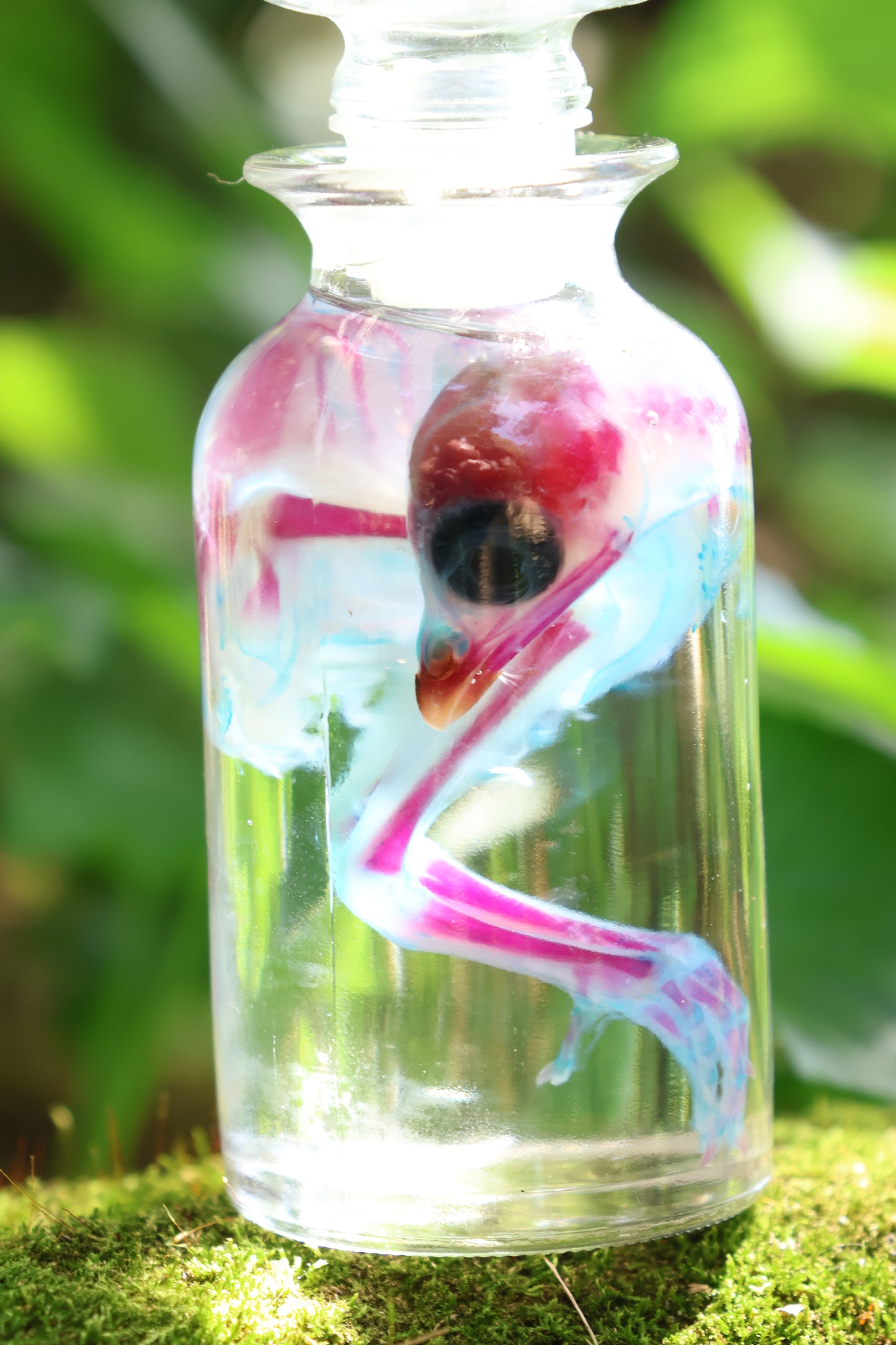 Diaphonized Baby Chick in Apothecary Jar