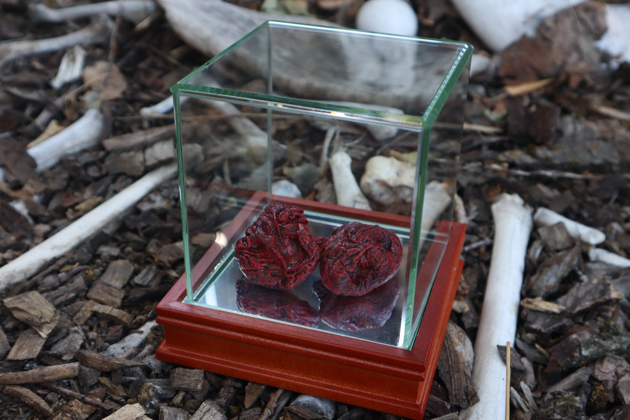 Dry Preserved Wolf Kidneys in Display