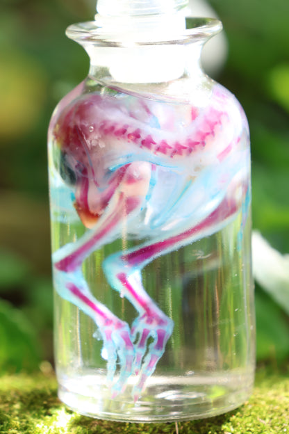 Diaphonized Baby Chick in Apothecary Jar