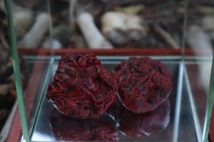 Dry Preserved Wolf Kidneys in Display