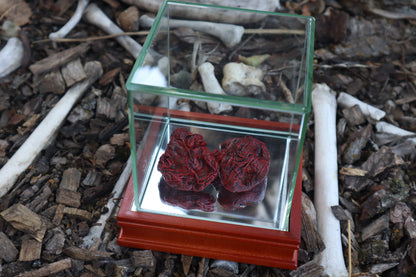 Dry Preserved Wolf Kidneys in Display