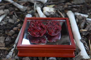 Dry Preserved Wolf Kidneys in Display