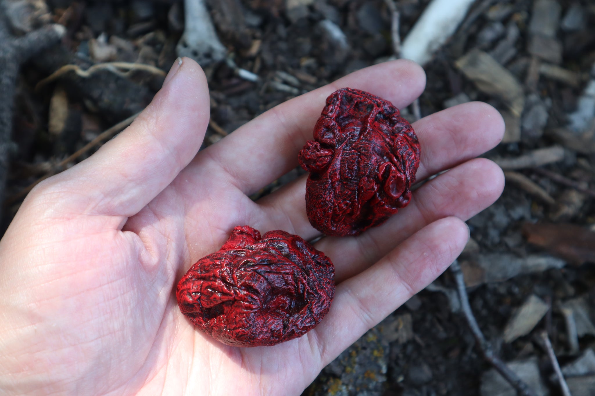 Dry Preserved Wolf Kidneys in Display