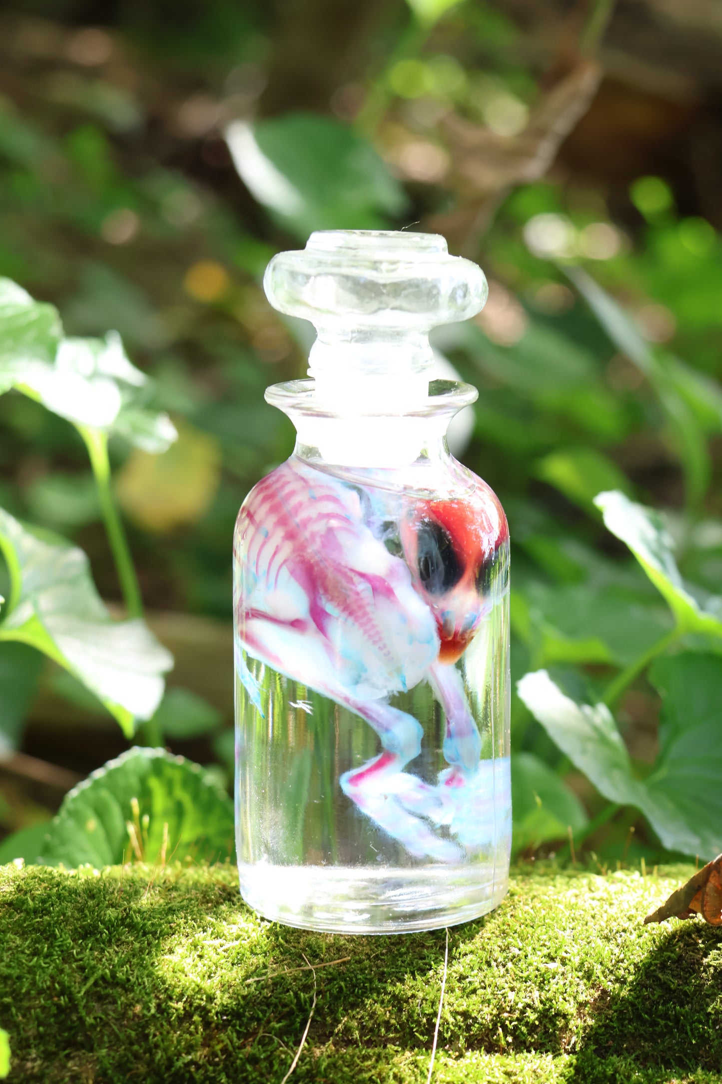 Diaphonized Baby Chick in Apothecary Jar