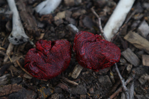 Dry Preserved Wolf Kidneys in Display