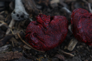 Dry Preserved Wolf Kidneys in Display