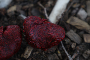 Dry Preserved Wolf Kidneys in Display