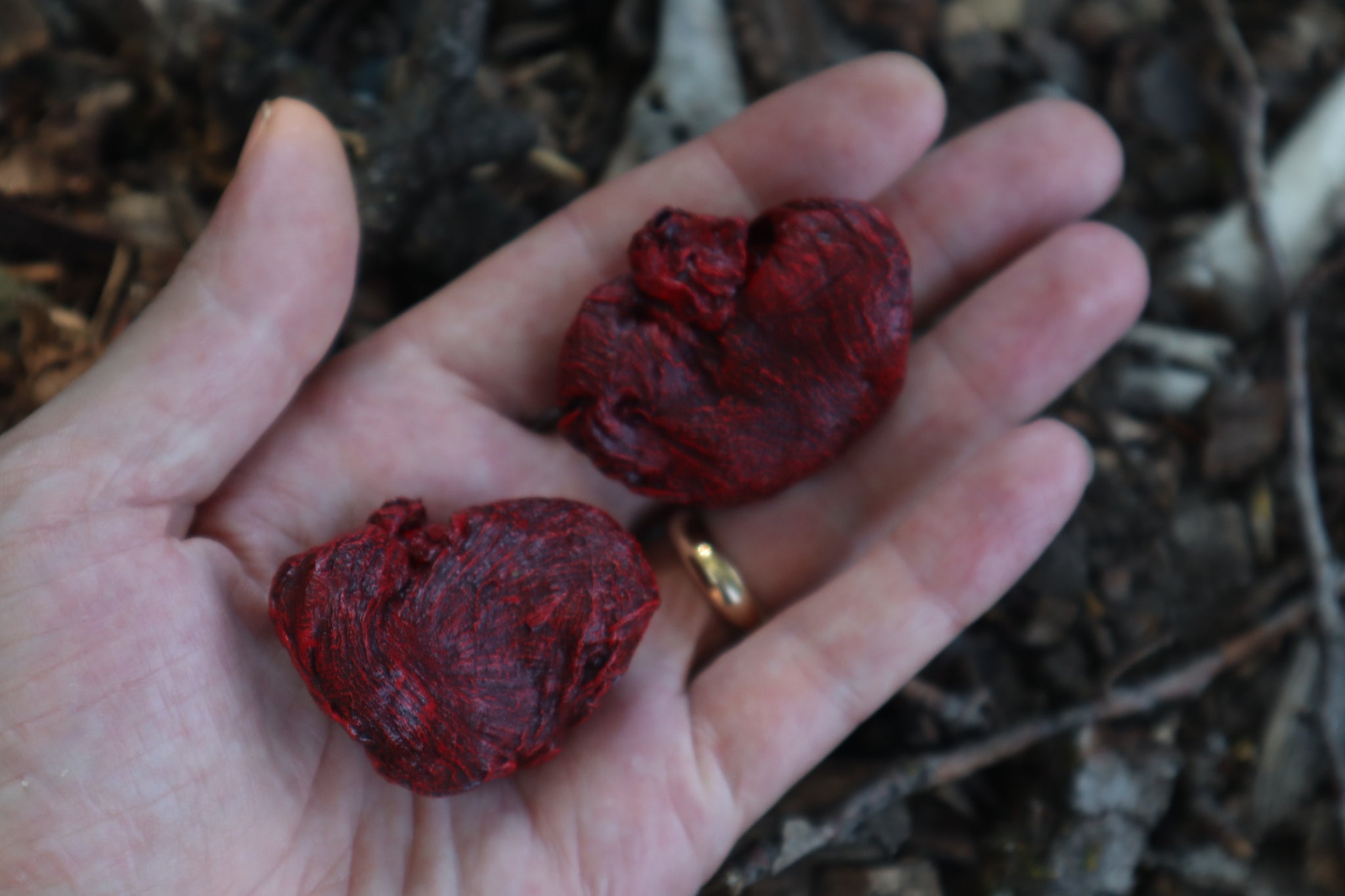 Dry Preserved Wolf Kidneys in Display