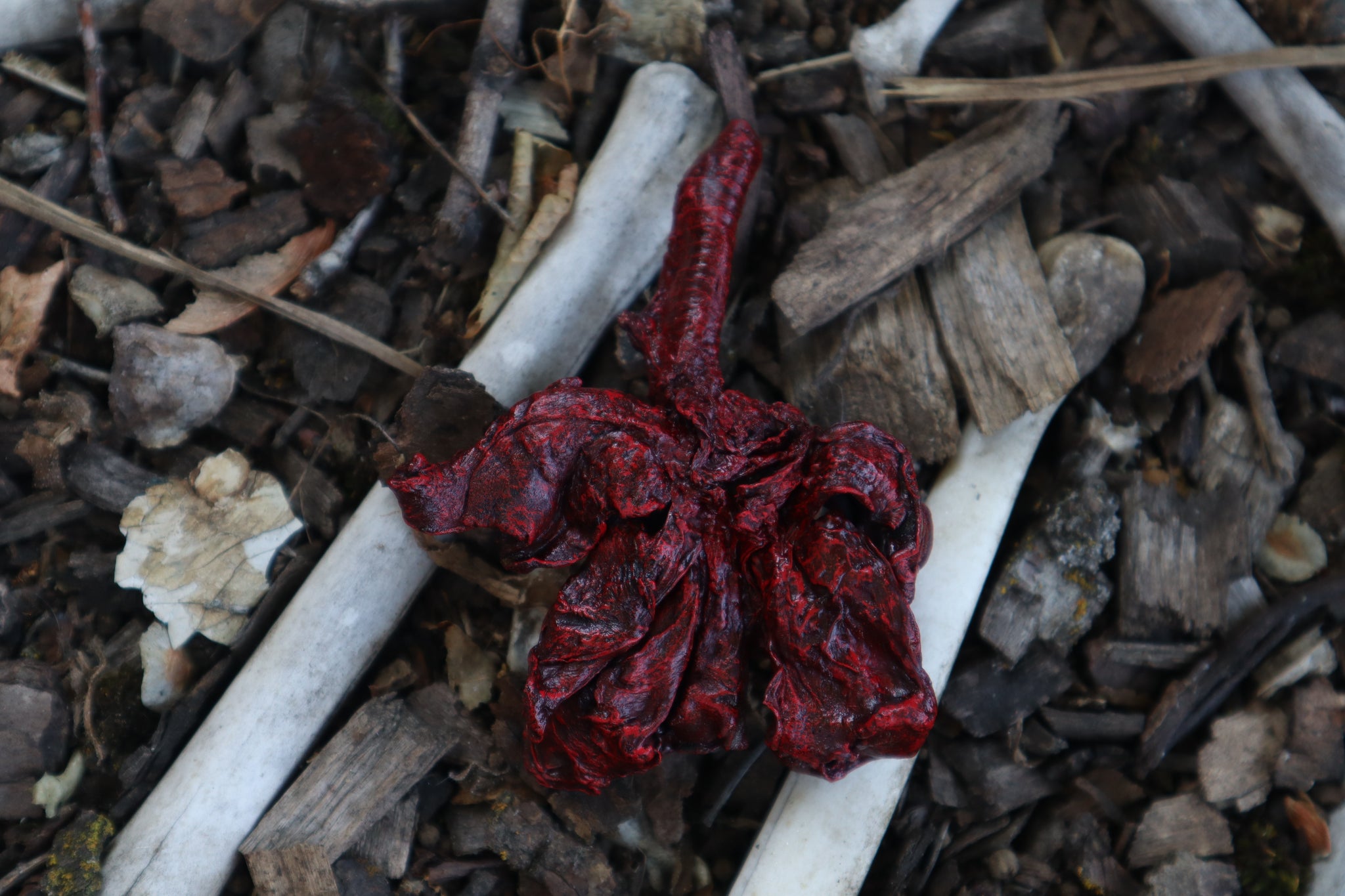 Dry Preserved Bobcat Lungs