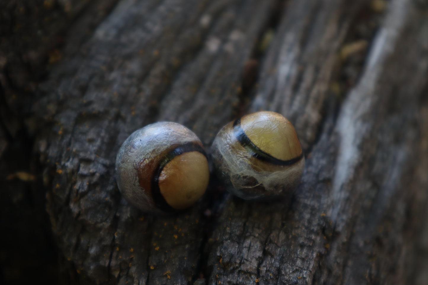 Dry Preserved Coyote Eyeballs