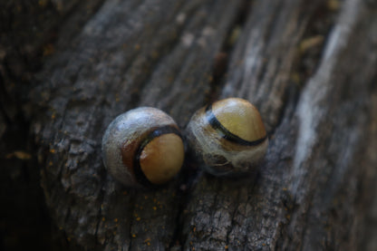 Dry Preserved Coyote Eyeballs