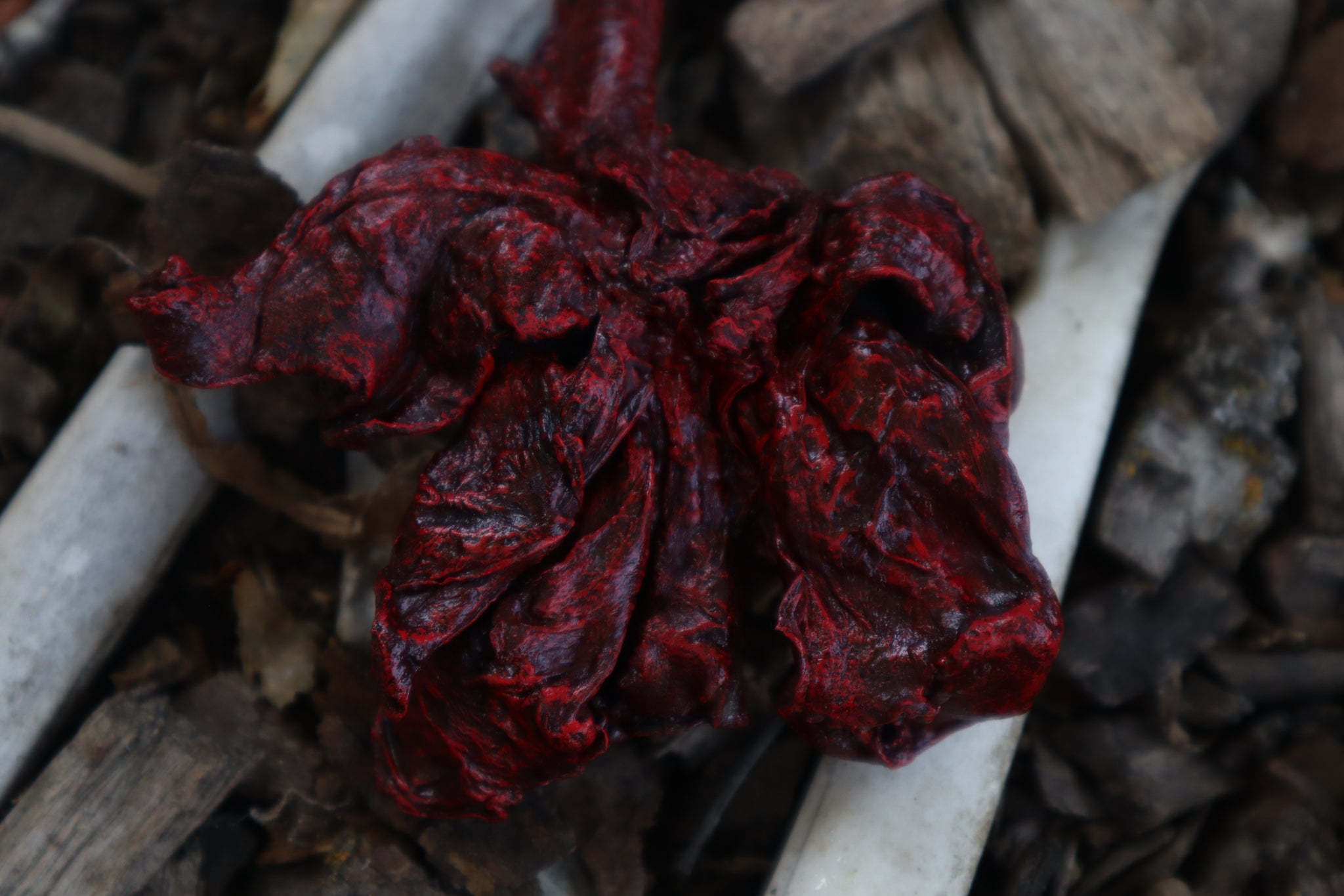 Dry Preserved Bobcat Lungs