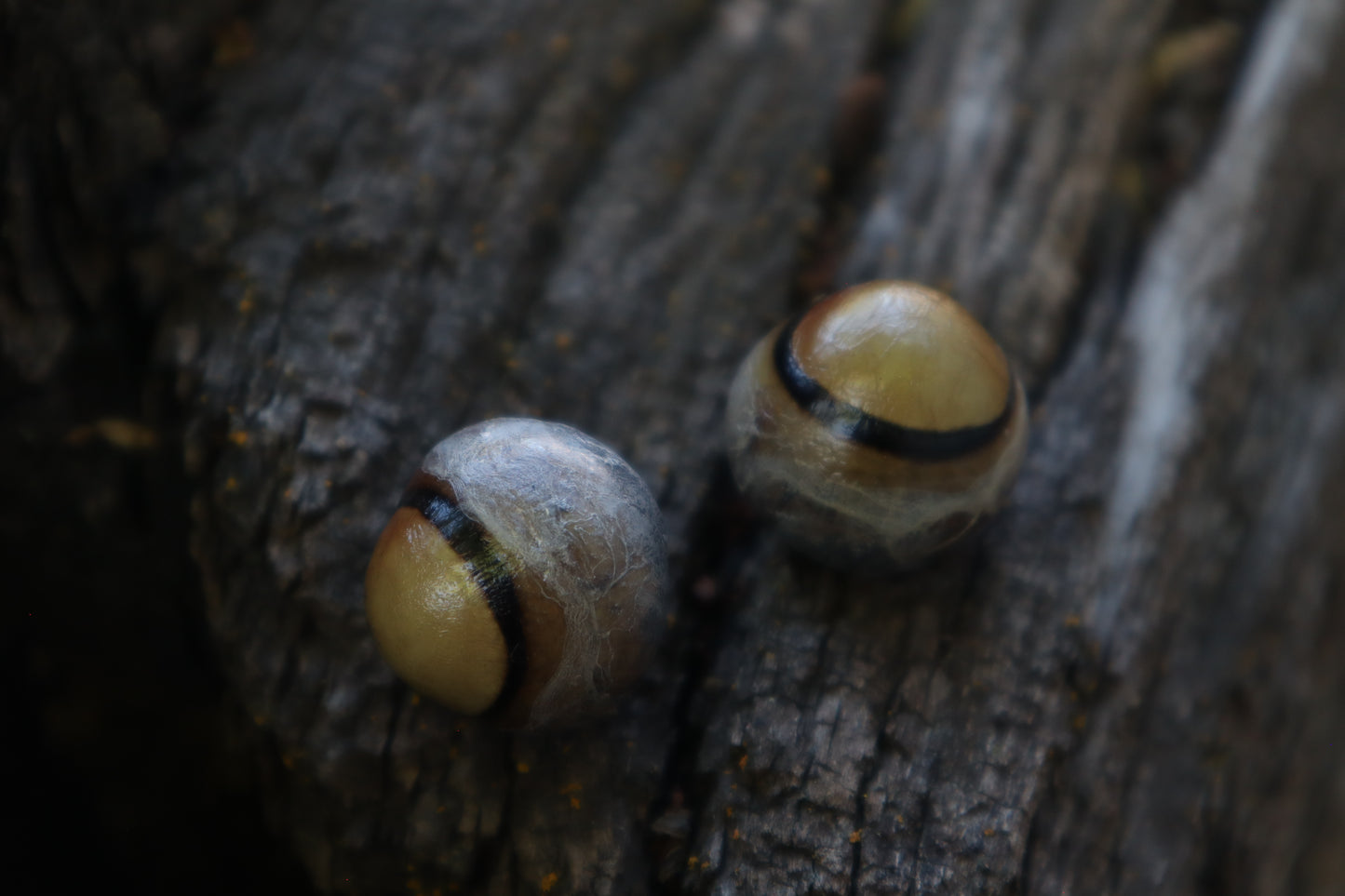 Dry Preserved Coyote Eyeballs