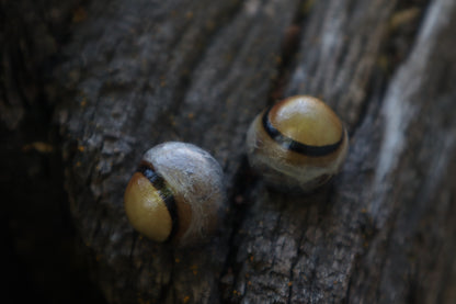 Dry Preserved Coyote Eyeballs