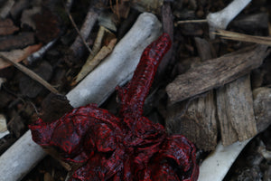 Dry Preserved Bobcat Lungs