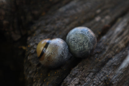 Dry Preserved Coyote Eyeballs