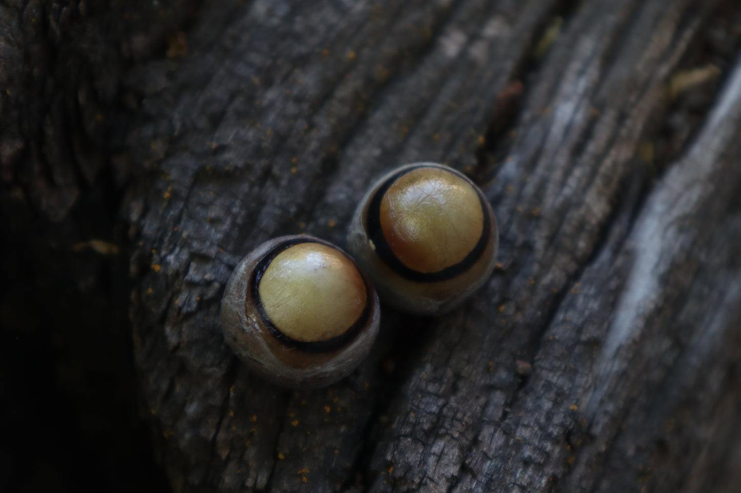 Dry Preserved Coyote Eyeballs