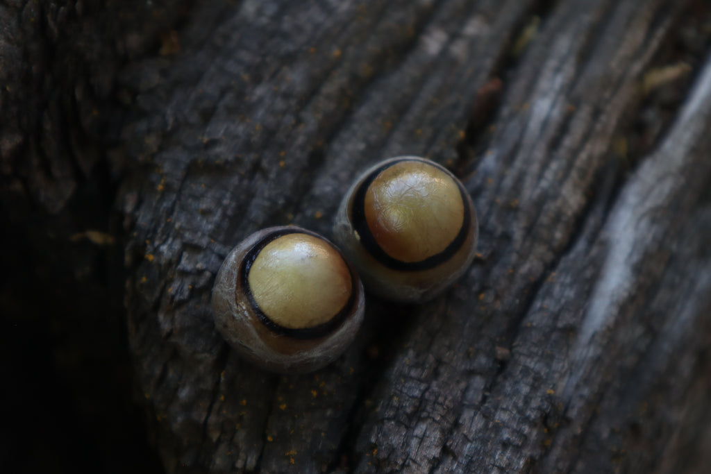 Dry Preserved Coyote Eyeballs