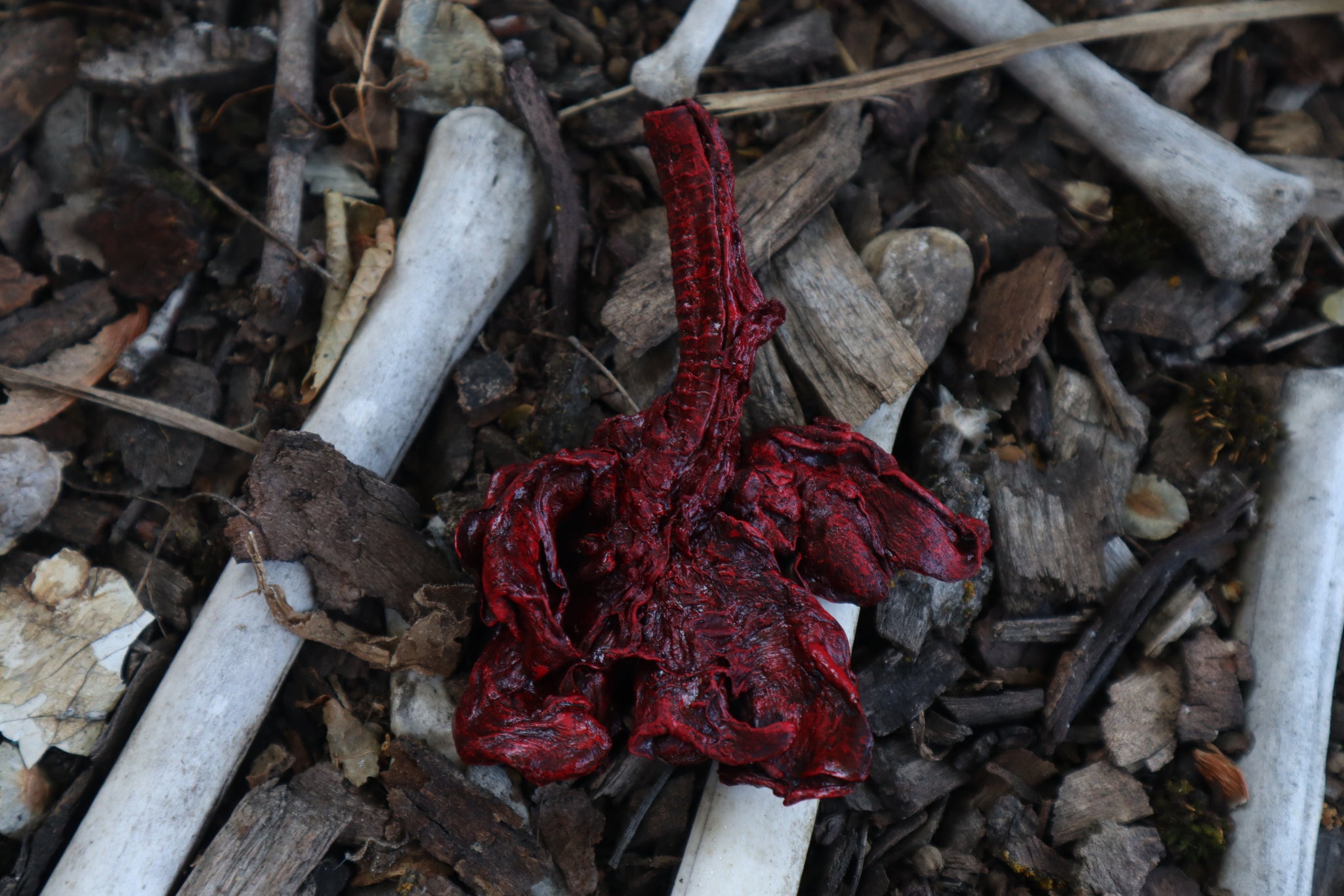 Dry Preserved Bobcat Lungs