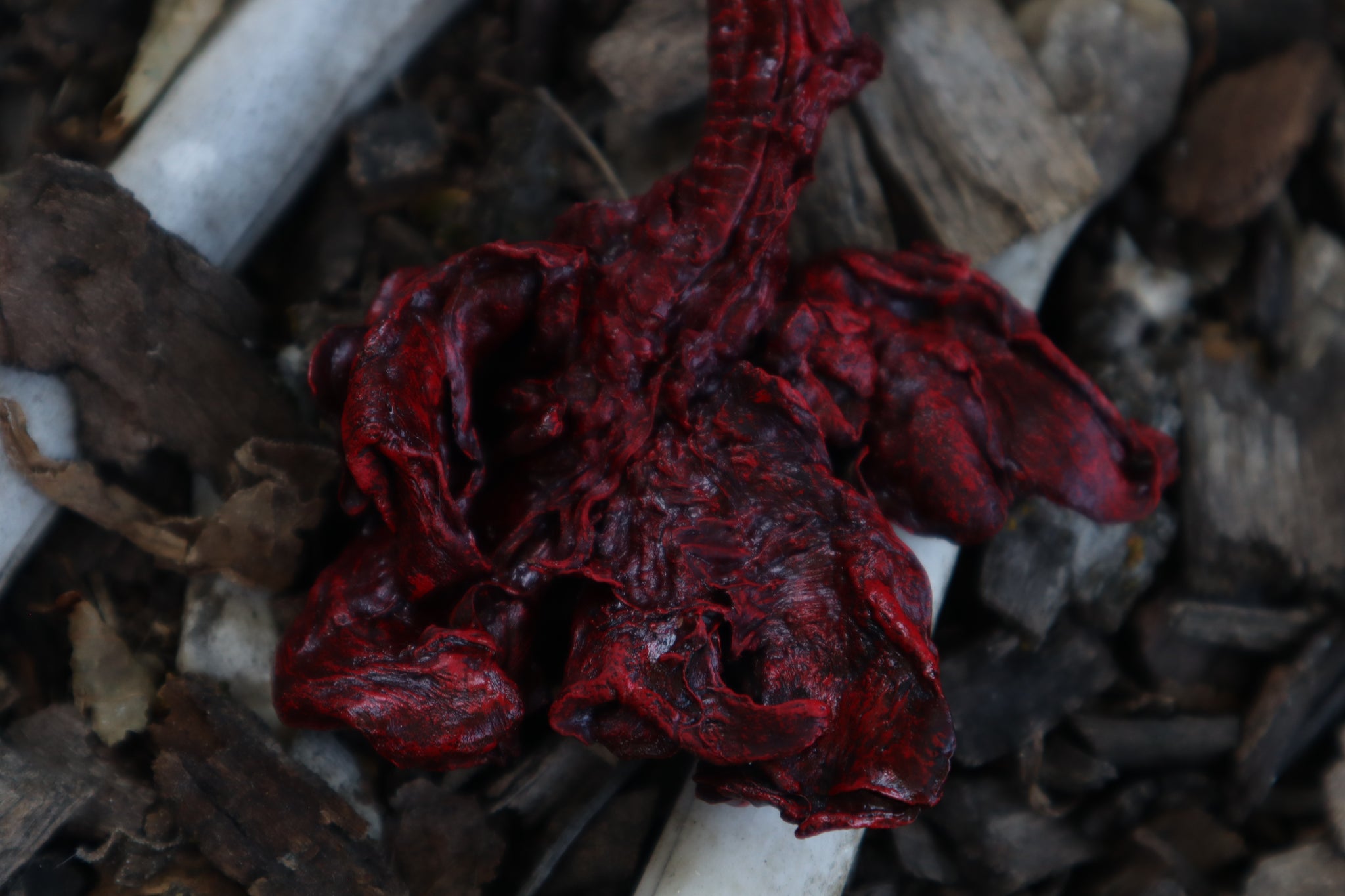 Dry Preserved Bobcat Lungs