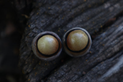 Dry Preserved Coyote Eyeballs