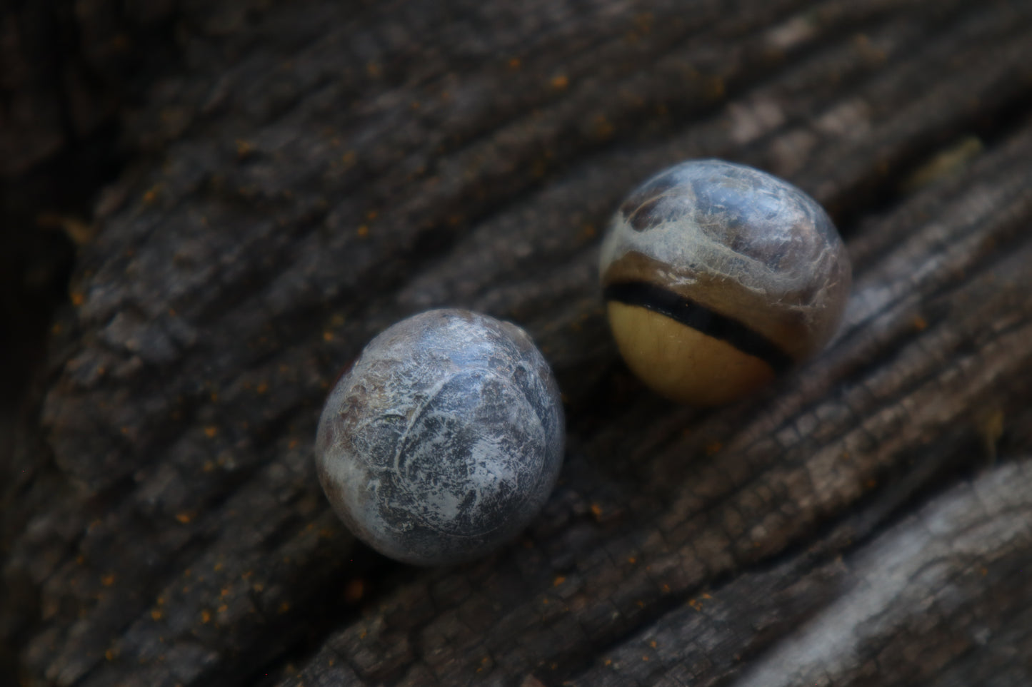 Dry Preserved Coyote Eyeballs