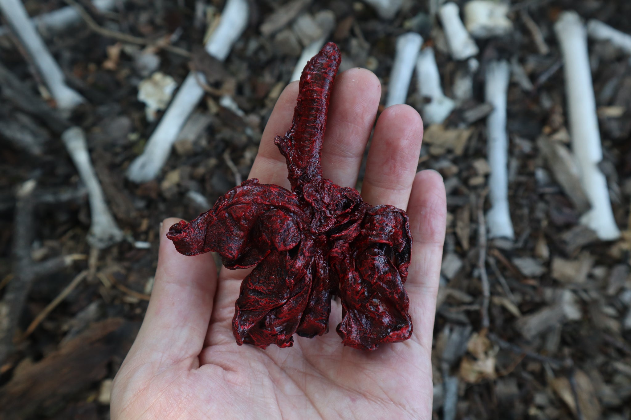 Dry Preserved Bobcat Lungs