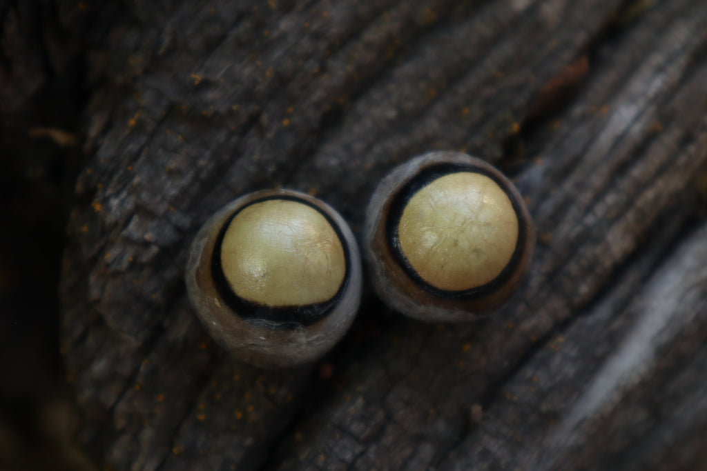 Dry Preserved Coyote Eyeballs