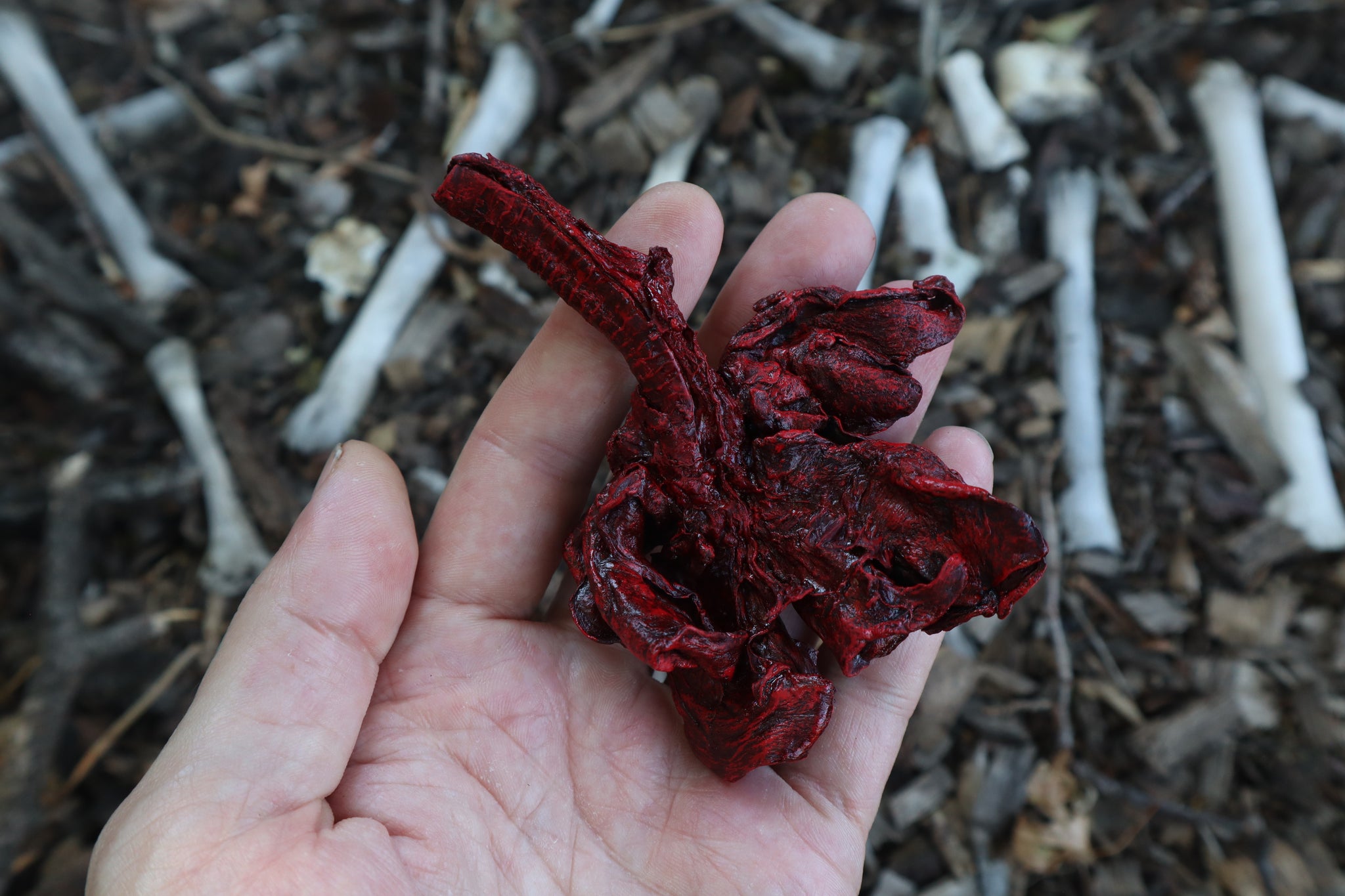 Dry Preserved Bobcat Lungs