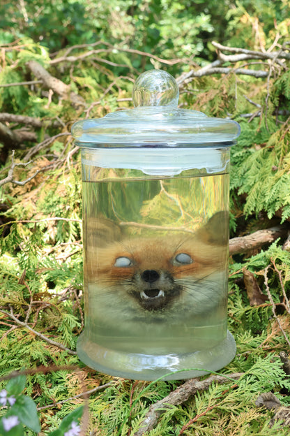 Red Fox Head Wet Specimen