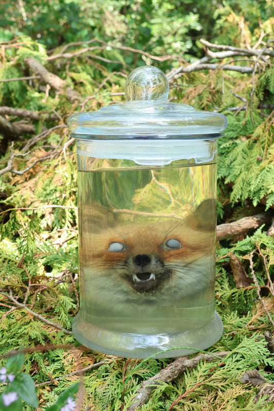 Red Fox Head Wet Specimen