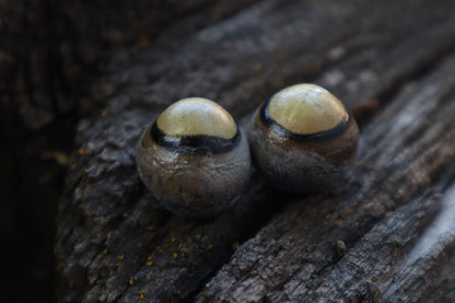 Dry Preserved Coyote Eyeballs