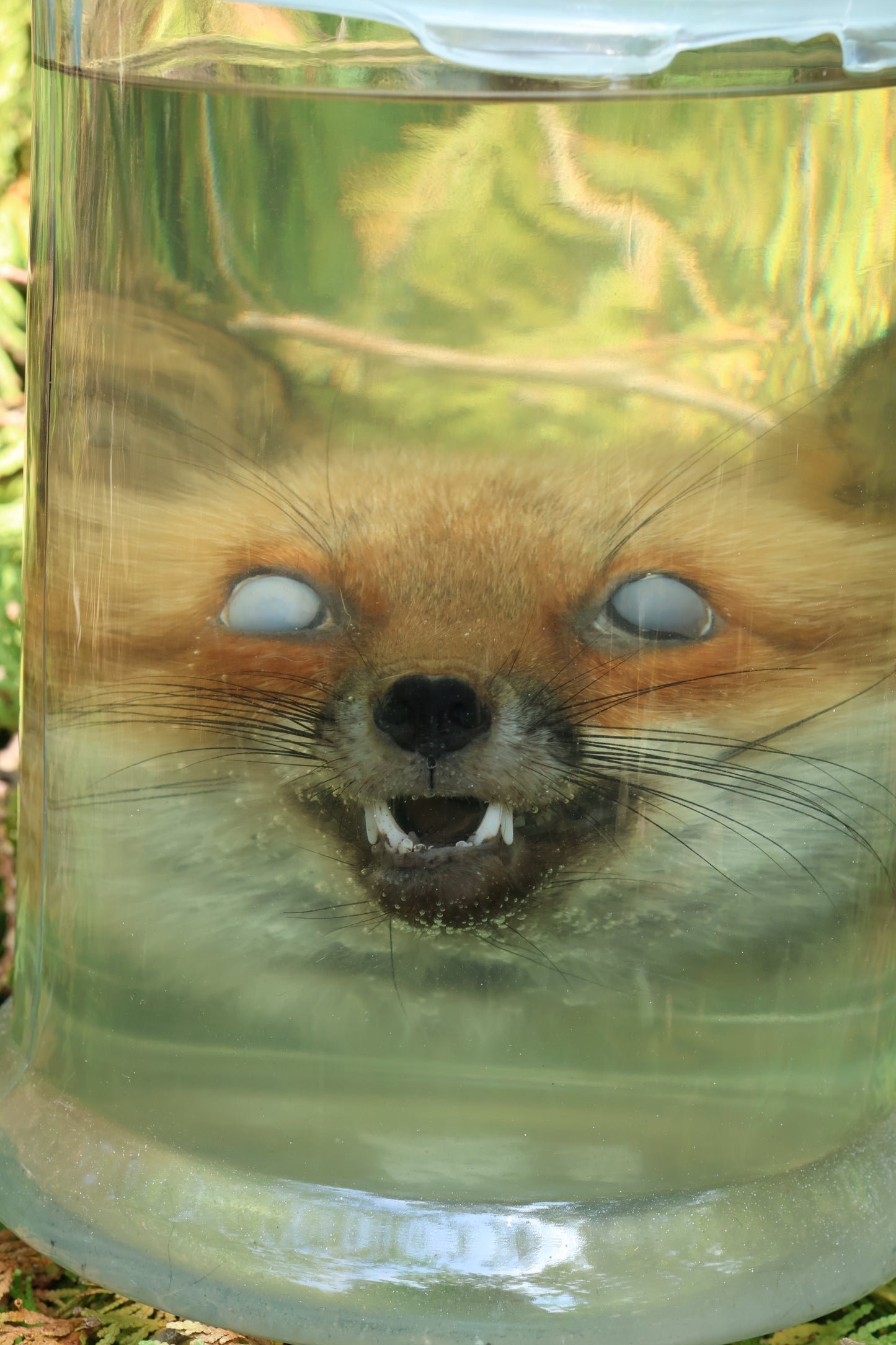 Red Fox Head Wet Specimen